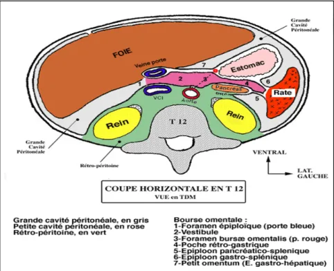 Figure 4 : La petite cavité péritonéale : bourse omentale 