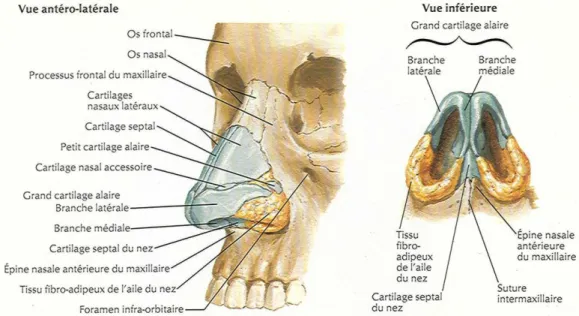Figure 2 [93] : Les éléments constitutifs de la charpente ostéo-cartilagineuse du nez