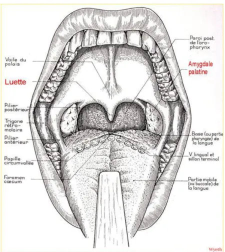 Figure 1 : Cavité buccale et oropharynx 
