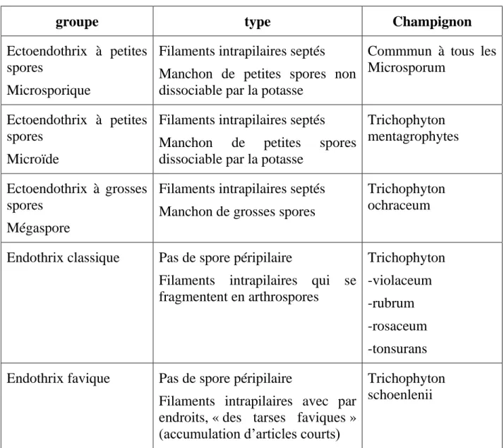 Tableau : examen direct des champignons des teignes du cuir chevelu. 