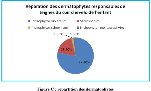 Figure C : répartition des dermatophytes   responsables de teignes du cuir chevelu de l’enfant