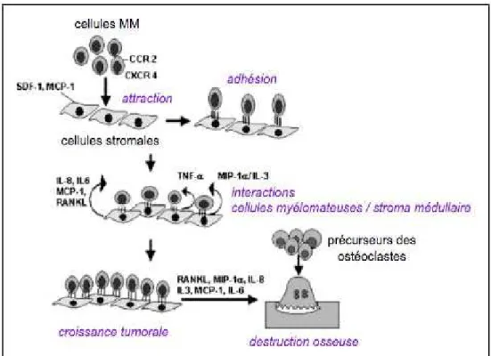 Figure 2 : Rôle des principales cytokines et chemokines dans la  physiopathologie du myélome multiple (24)