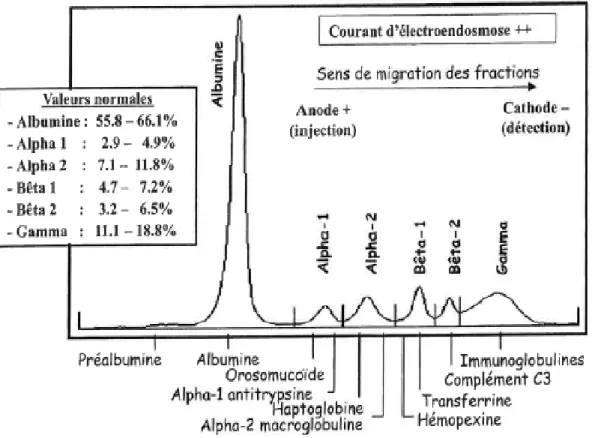 Figure 3: Valeurs normales en pourcentages et identification des fractions  protéiques en électrophorèse capillaire(37)
