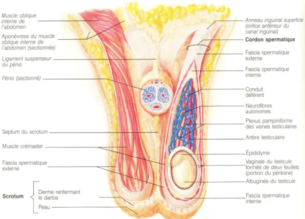 Figure 2 : Relations du testicule avec le scrotum et le cordon spermatique [5] 