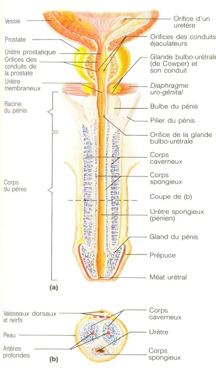 FIGURE 4 : Structure du pénis [5] 
