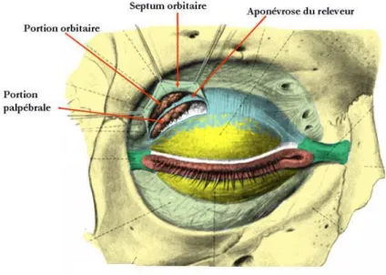 Figure 1 : Vue antérieure de la glande lacrymale principale. 