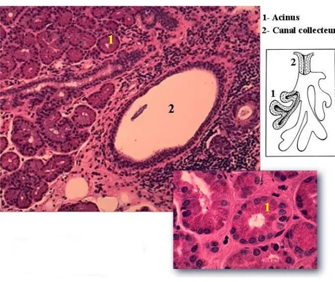 Figure 3 : Aspect histologique de la glande lacrymale. 