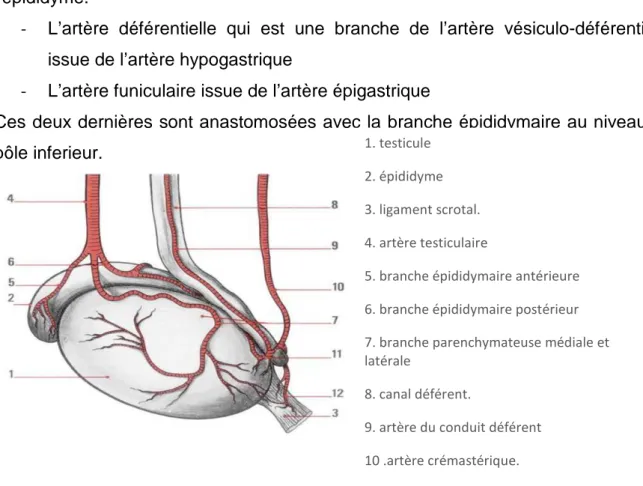 Figure 3 : vascularisation artérielle du testicule et de l’épididyme [d’après Pillet 146] 