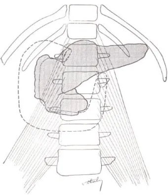 Fig. 1 : Projection du pancréas sur le squellette et le psoas 