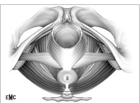 Fig 6: Ampliation du périnée au cours de l'accouchement (d'après Kamina) [45]. 
