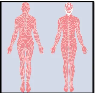 Figure 3 : les lignes de Blaschko. Dessins originaux de Blaschko [5] 