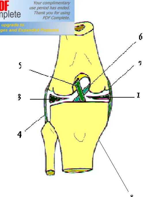 Figure N°1 : Face antérieure du genou droit 