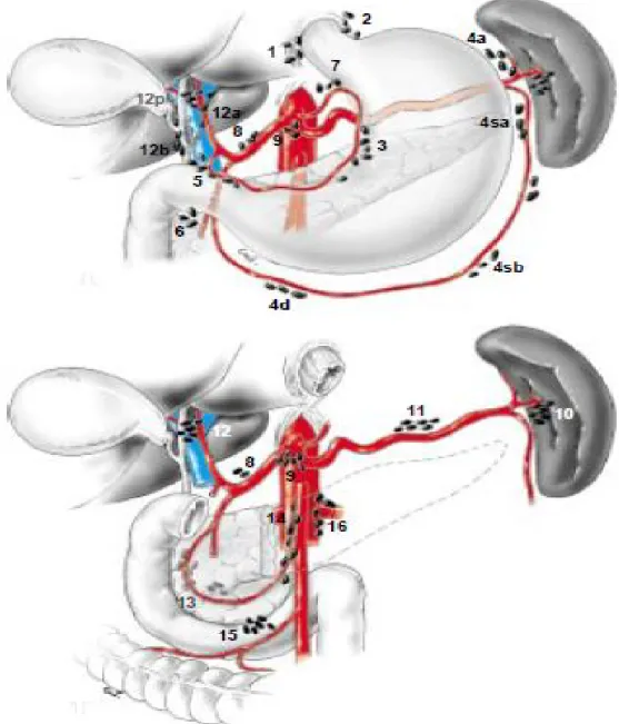 Figure 5 : Sites de drainage  lymphatique de l’estomac [5] 