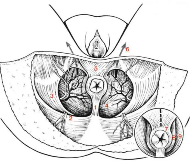 Figure 4 : Rapports extrinsèques de l’anus chez la femme.   