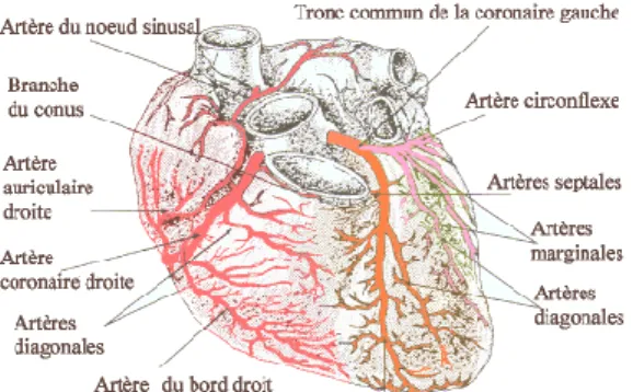 Figure 5 : La vascularisation du cœur 