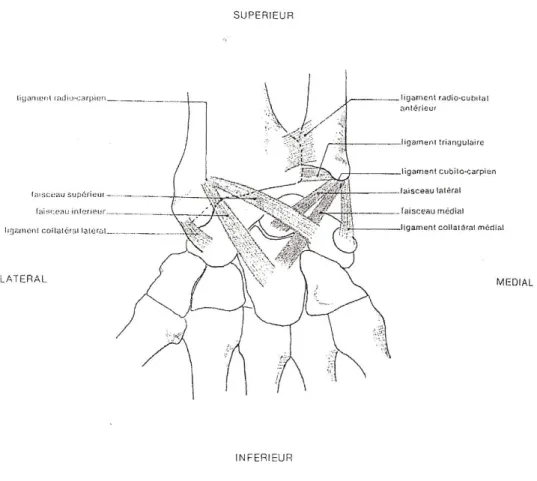 FIG 11 : vue antérieure schématique du poignet montrant les ligaments des articulations              radio-cubitale inférieure et radio-carpienne