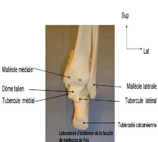 Figure 7 : Vue postérieure de la partie de la jambe(29) 
