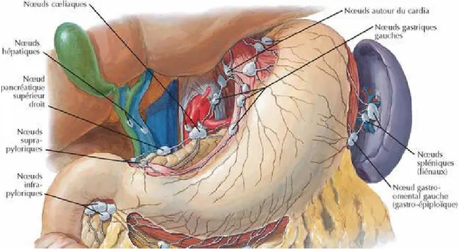 Figure 3: Noeuds lymphatiques de l’estomac [10]. 