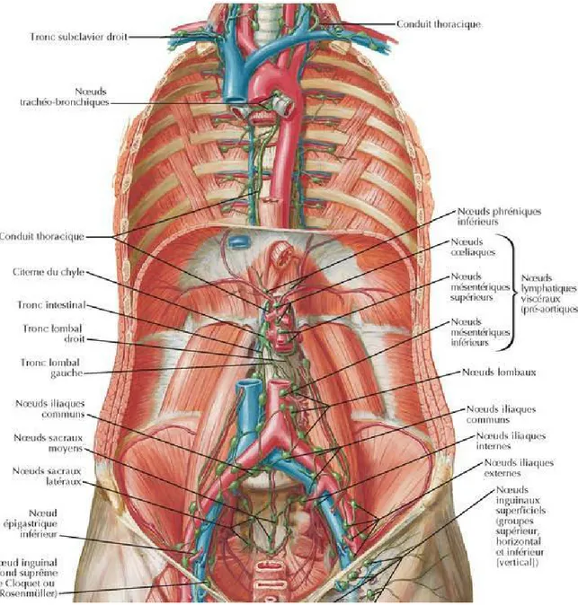 Figure 6: Vaisseaux et noeuds lymphatiques de la paroi abdominale postérieure [10]. 