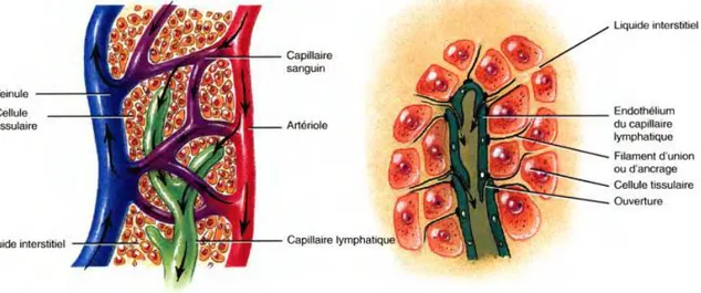 Figure 7: Capillaires lymphatiques [12]. 