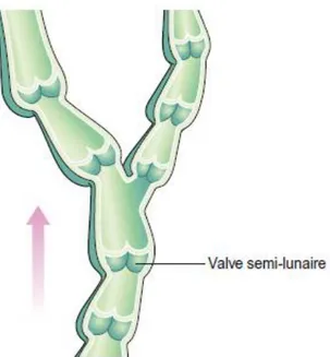 Figure 8: Section d'un vaisseau lymphatique, ouverte pour montrer les valvules [13]. 