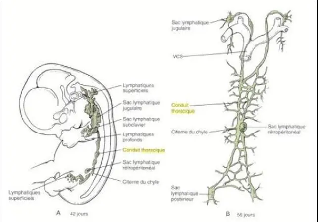 Figure 3 - Embryologie du système lymphatique A: vue latérale gauche ; B: vue antérieure  (d’après W.Larsen [23]) 