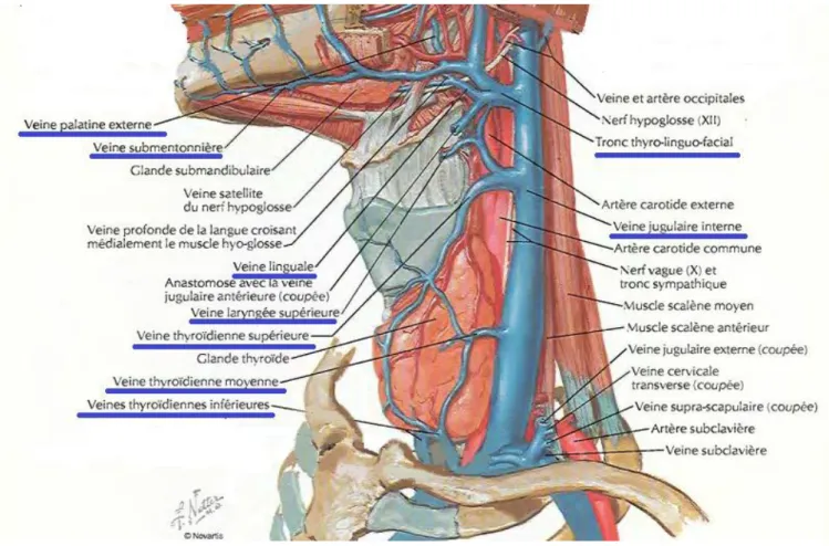 Figure b : veines des régions orales et pharyngiennes planche 65, tête et cou, atlas  d’anatomie humaine Frank H