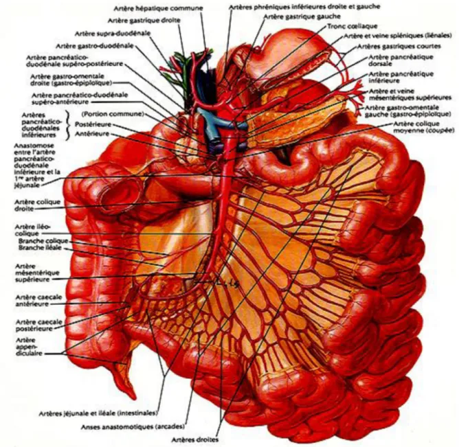 Figure 13 : Vascularisation artérielle de l’intestin grêle [14]. 