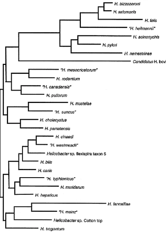 Figure 2: Arbre phylogénétique des bactéries du genre Helicobacter [19]. 