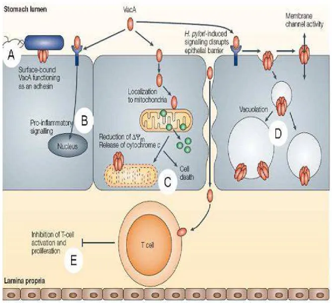 Figure 7: Effets de la cytotoxine vacuolisante [65]. 