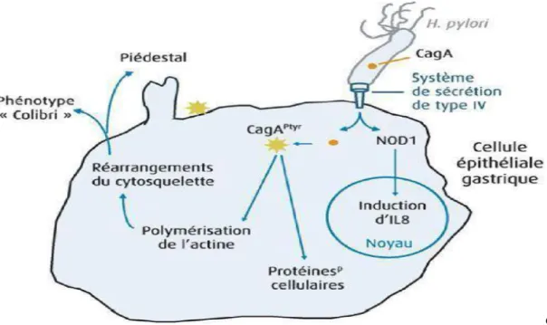 Figure 9: Effets de l’ilot de pathogénicité Cag sur la cellule épithéliale [81]. 