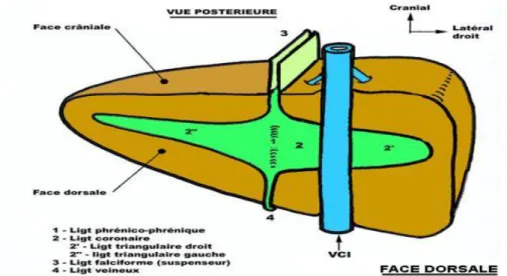 Figure 13 : Moyens de fixité du foie : face dorsale [19] 