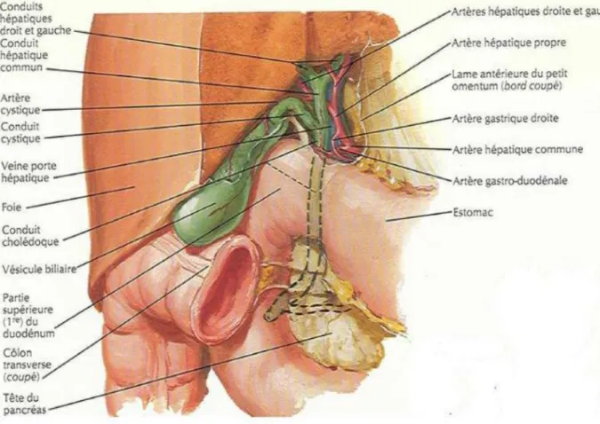 Figure 18 : Voies biliaires externes [20]