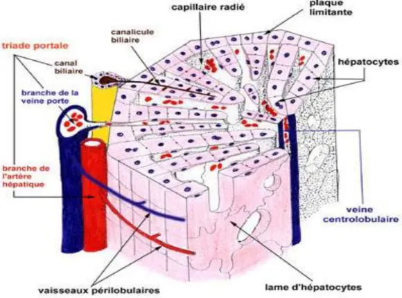 Figure 20 : Schéma présentant la construction spatiale hépatique[24]. 