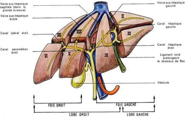 Figure 1 : schéma décrit la segmentation hépatique, et la vascularisation veineuse du  foie