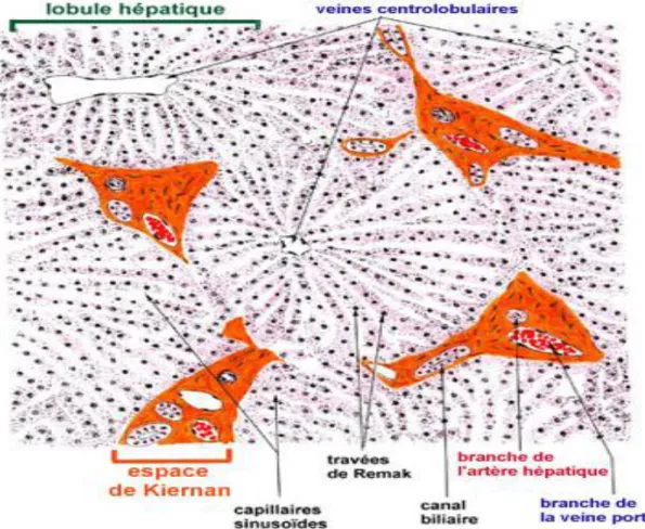 Figure 2 : aspect histologique normal montrant le lobule hépatique 