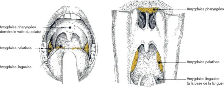 Figure 2. Vues antérieure et postérieure montrant les formations lymphoïdes de  l’anneau de Waldeyer.
