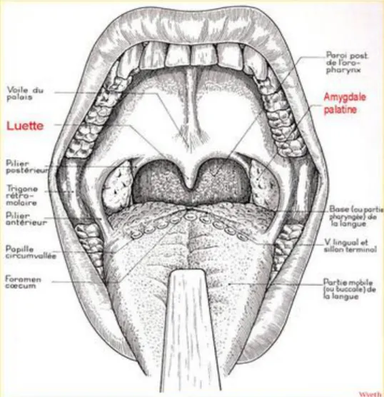Figure 3. Examen à l’abaisse langue montrant une vue antérieure de la cavité  buccale