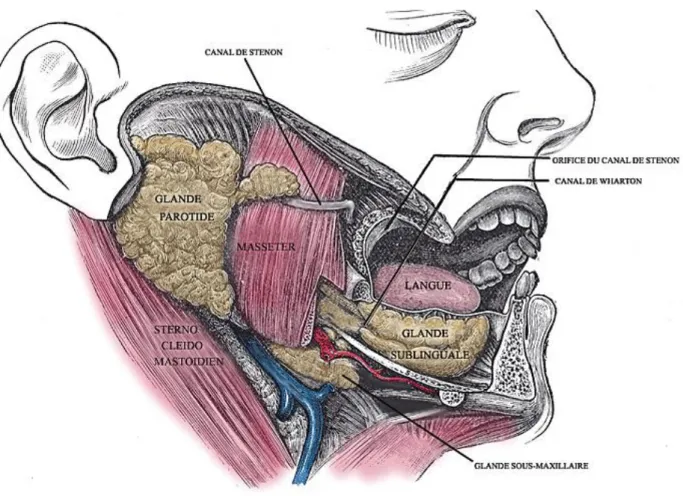 Figure 5. Vue latérale après dissection de la mandibule montrant les glandes  salivaires