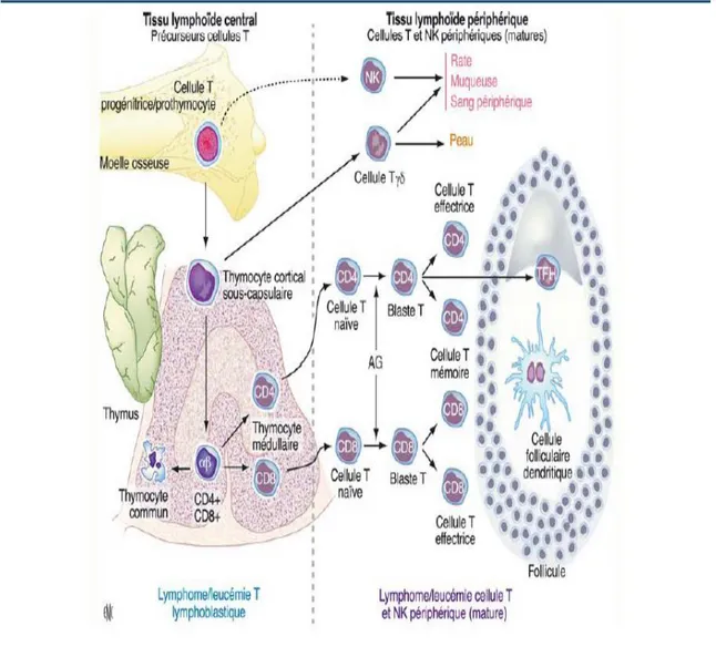Figure 10. Le schéma représente la différenciation des cellules T. La  transformation maligne peut survenir à tous les stades de maturation des 