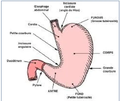 Figure 1: configuration externe de l’estomac 