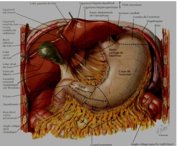 Figure 2: les rapports de l’estomac. 