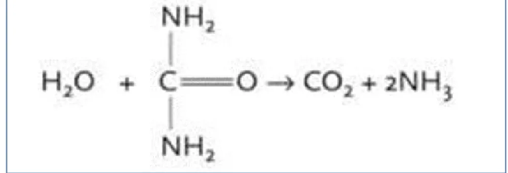 Figure 3 : Hydrolyse de l'urée par l'urease 