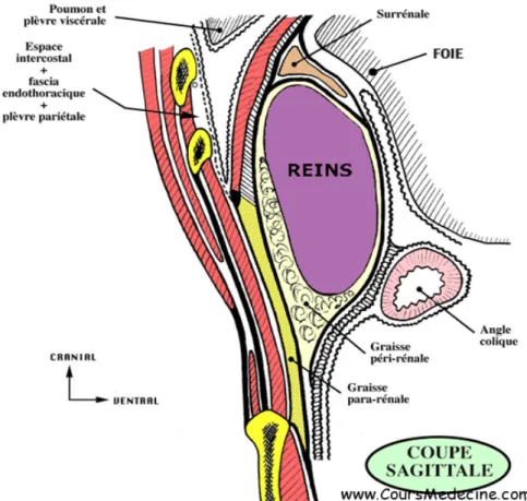 Fig. 2: Coupe sagitale de la loge rénale 