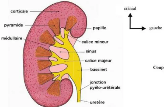 Fig4 : Configuration  interne du re