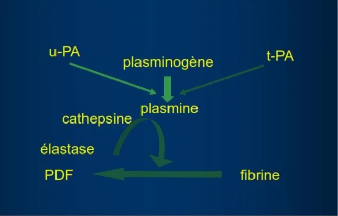 Figure 3 : Mécanisme de la synthèse de plasmine ainsi son intervention dans la transformation  de la fibrine en PDF[10] 