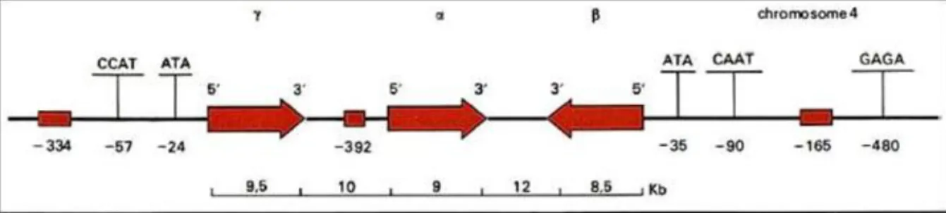 Figure 4 : Organisation du locus du fibrinogène [9] 