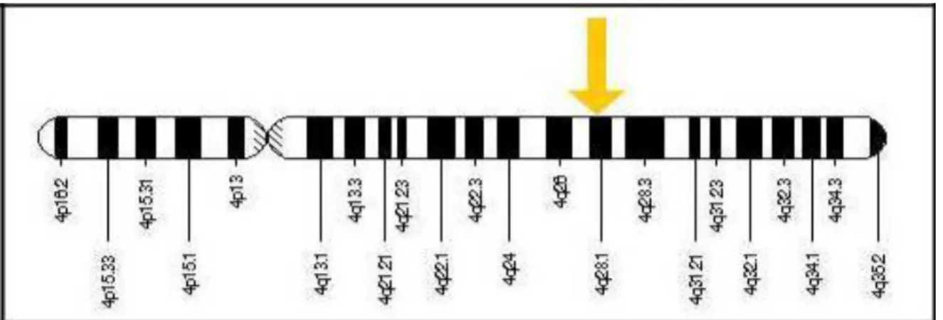 Figure 9 : Localisation du FGA dans le bras long du chromosome 4 position 28[37] 