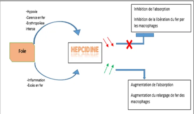 Figure 4 : Régulation de l’hepcidine. 