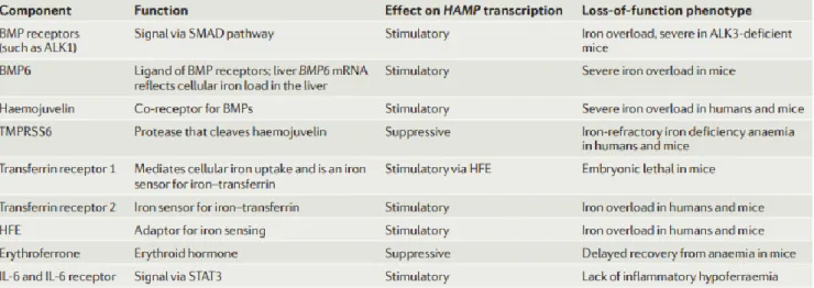 Tableau 2: Composants impliqués dans la régulation de l'hepcidine [20] . 